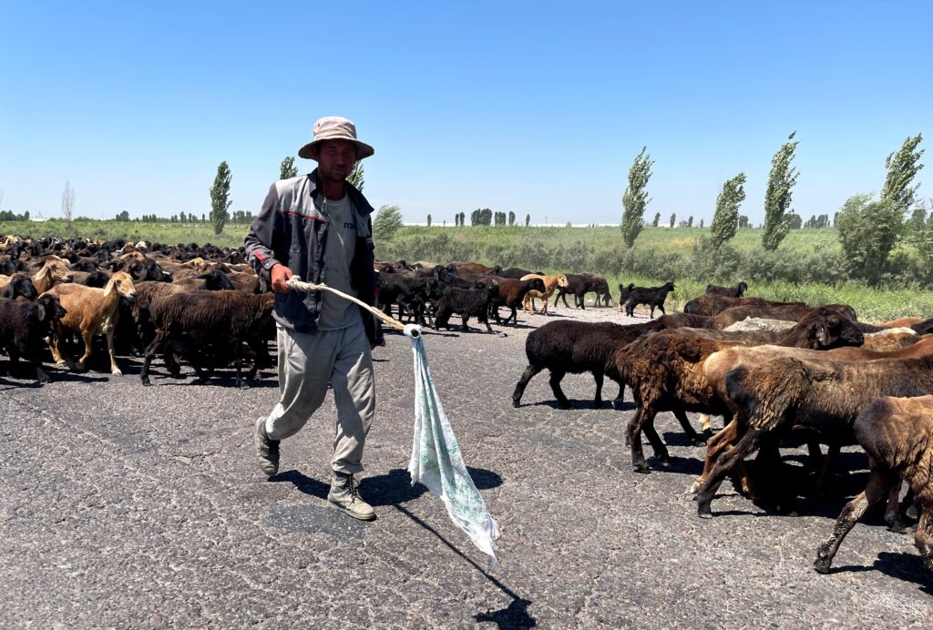 goats on the road